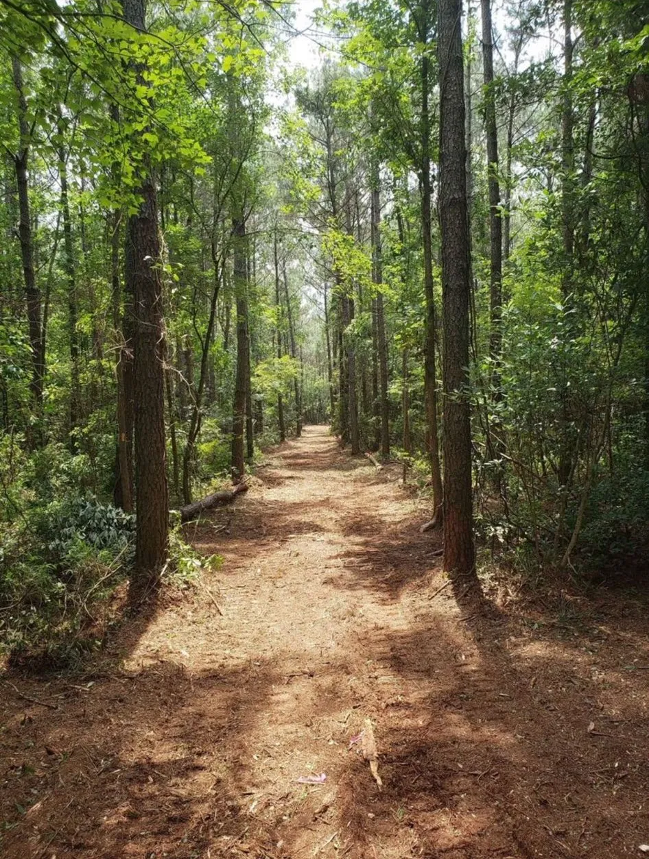 A path cleared and mulched through pine woods, the kind of route a new gravel driveway follows